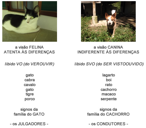 Visão canina e felina - Astrologia Sensorial Visão canina e felina - Astrologia Sensorial