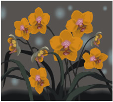 Flores -  Astrologia Sensorial